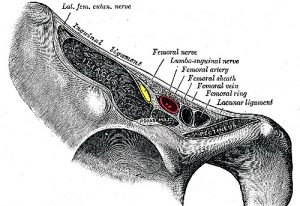Arteria femoral