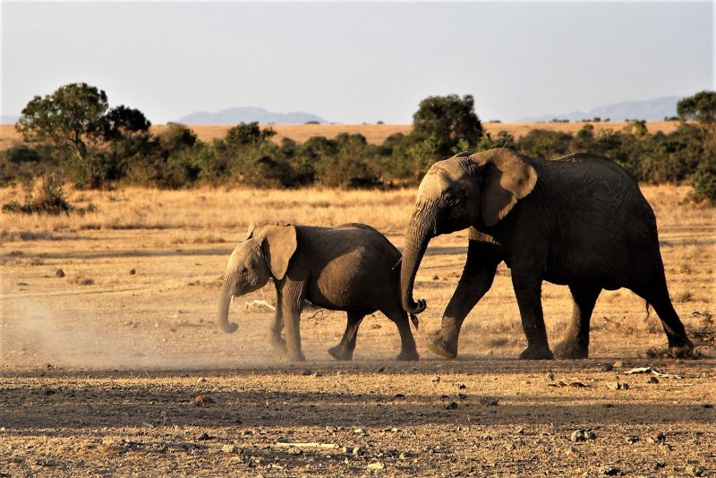 Países megadiversos