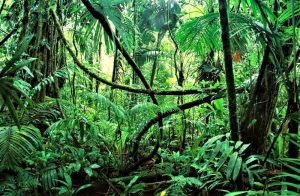 Selva tropical