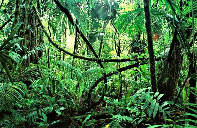 Selva tropical Qué es, características, fauna, flora