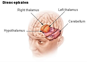 Diencéfalo