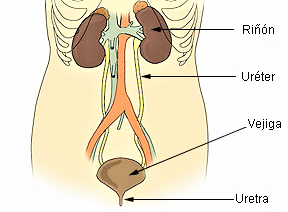 Aparato urinario