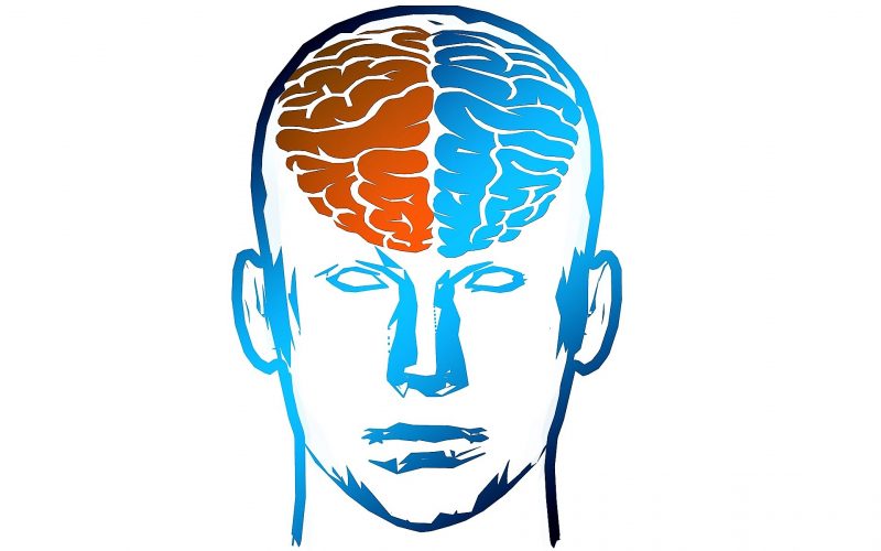 Hemisferios cerebrales