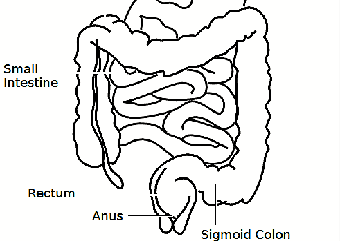 Intestino grueso