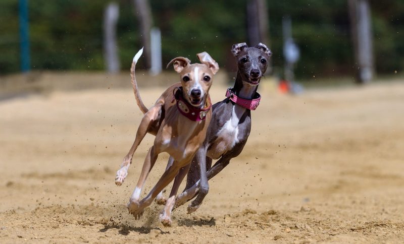 Carrera de galgos