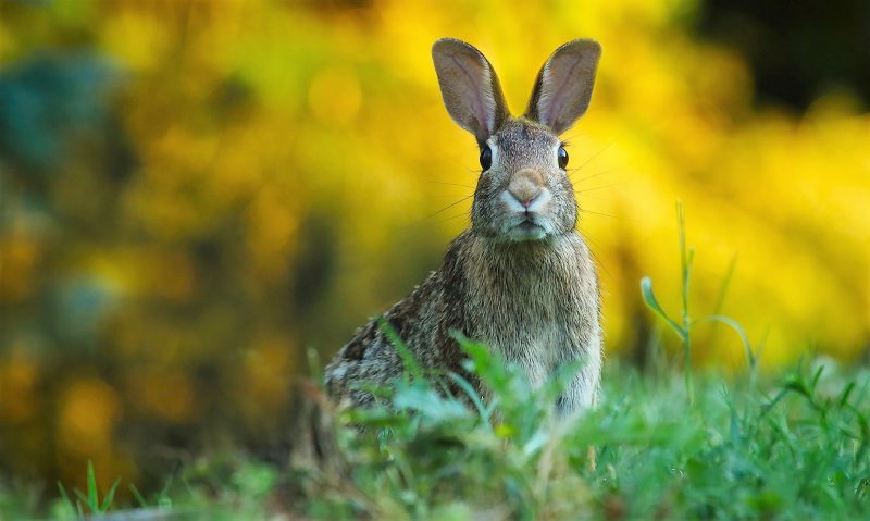 Derechos de los animales