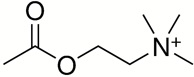 Acetilcolina