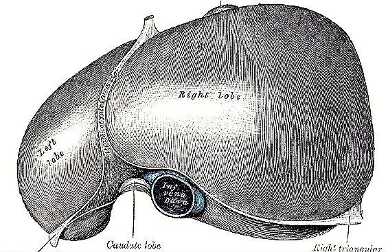 Glándulas exocrinas