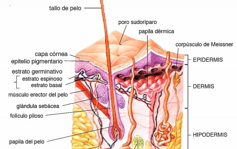 Glándulas sudoríparas