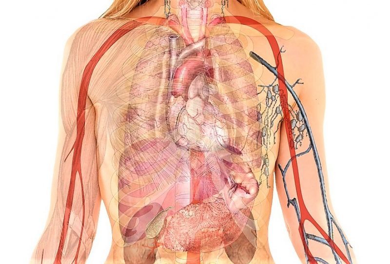Sistema circulatorio
