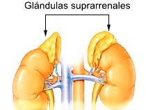 Glándulas suprarrenales