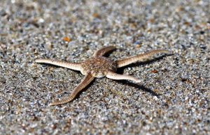 Echinoderms What are, characteristics, reproduction, classification, nutrition