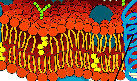 Plasma membrane