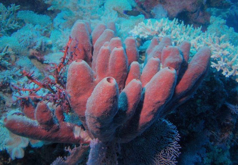 Sponges What are, characteristics, classification, reproduction, feeding