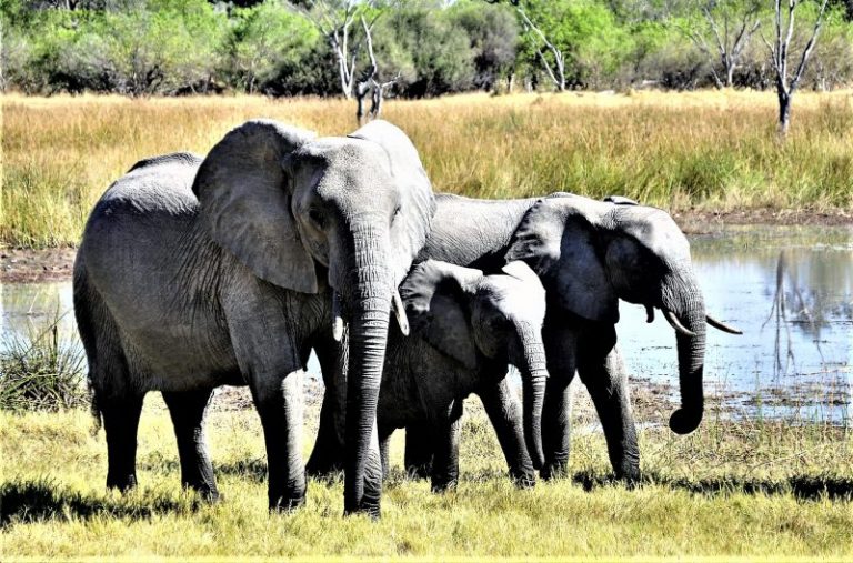 Terrestrial ecosystem What is, characteristics, parts, types, fauna