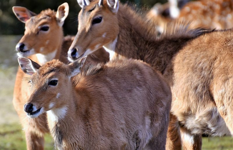 Pluricellular organisms