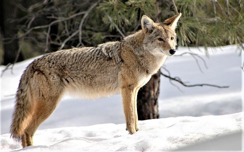 Animales carroñeros