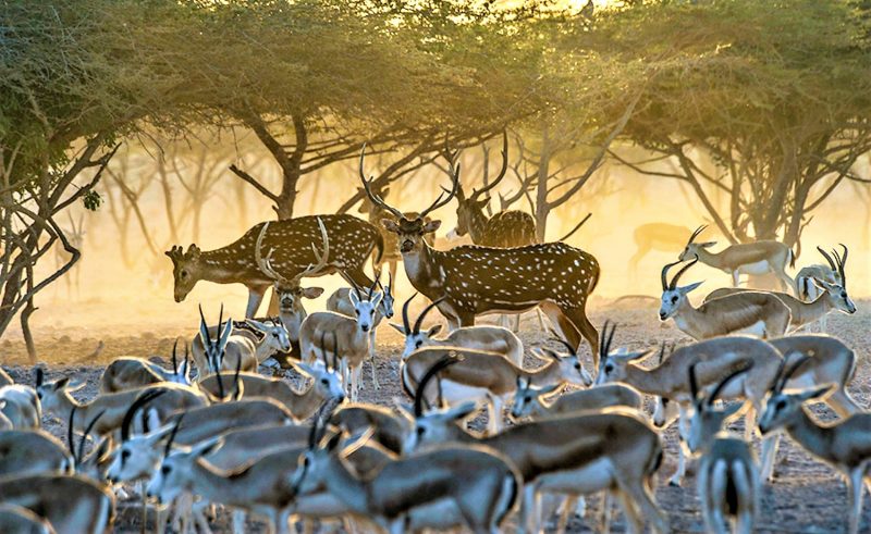 Animales herbívoros