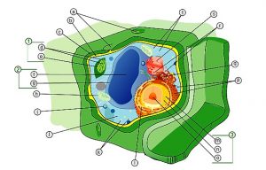 Cellular organelles