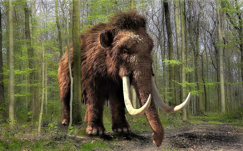 Pleistocene What it is, characteristics, periods, climate, fauna
