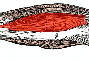 Tibial anterior