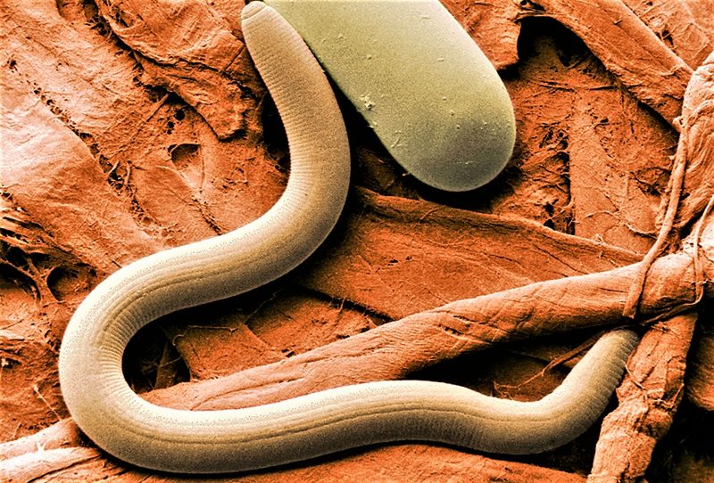 Nematodes