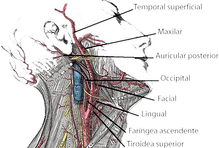 Carotid artery