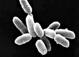 Arqueobacterias Qué son, características tipos, función, nutrición, hábitat