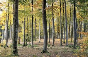 Bosque caducifolio Qué es, características, tipos, fauna, flora, clima, ejemplos