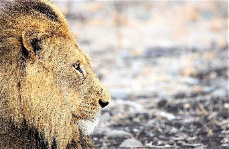 Consumidores terciarios