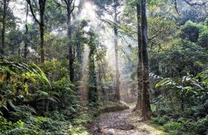 Selva ecuatorial Qué es, características, tipos, fauna, flora, clima, ejemplos