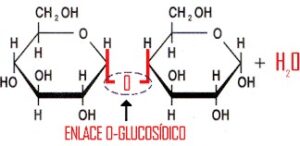 Enlace glucosídico Qué es, características, formación, tipos, propiedades