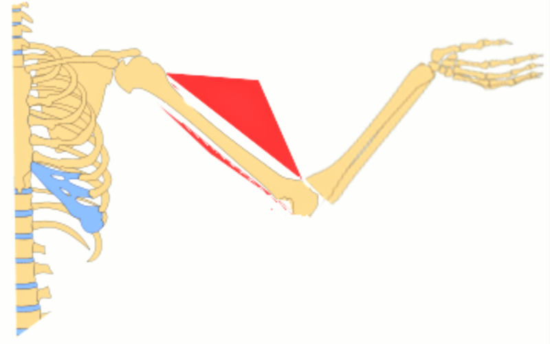 Músculo esquelético