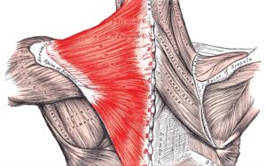 Músculo trapecio Qué es, características, función, ubicación, inserciones