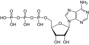 Adenosín trifosfato Qué es, características, propiedades, función, estructura