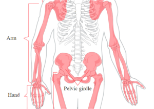 Esqueleto apendicular