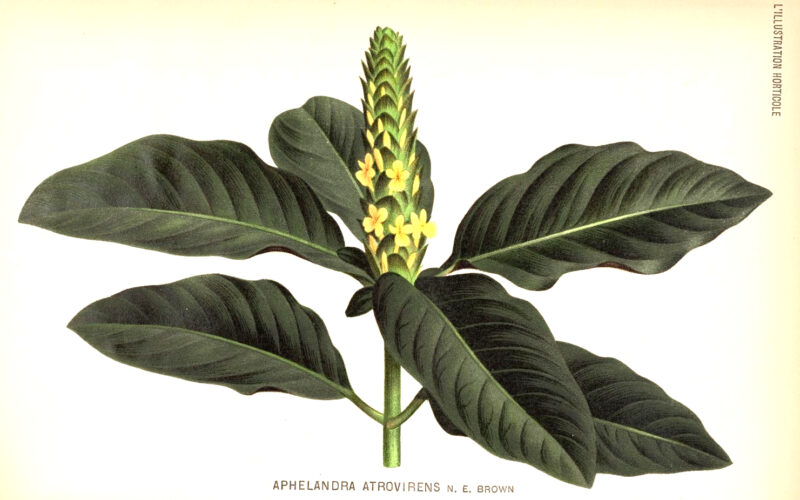 Aphelandra