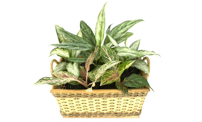 Dieffenbachia