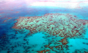 Gran Barrera de Coral | Qué es, características, historia, formación, fauna