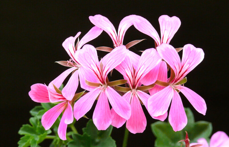 Pelargonium