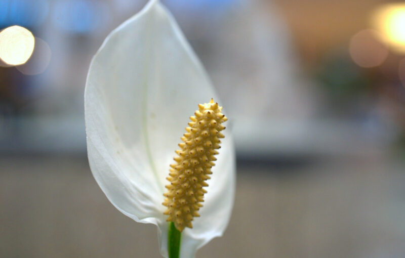 Spathiphyllum