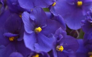 Violetas africanas | Qué es, características, beneficios, reproducción, floración